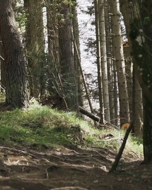 Image post by @nukeproofbikes on Instagram