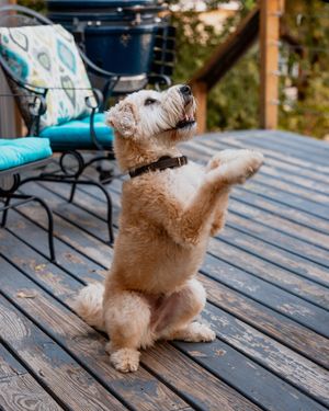Image post by @triumphpetfood on Instagram