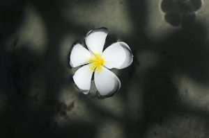 Image post by @canonusa on Instagram