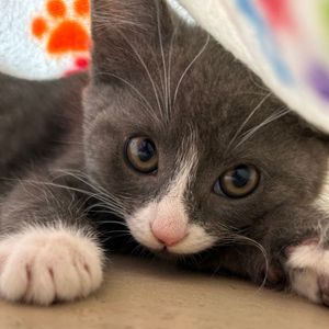 Image post by @whitmanpets on Instagram