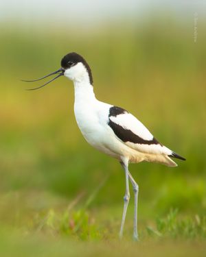 Image post by @rspb on Instagram