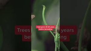 Video post by @businessinsider on YouTube