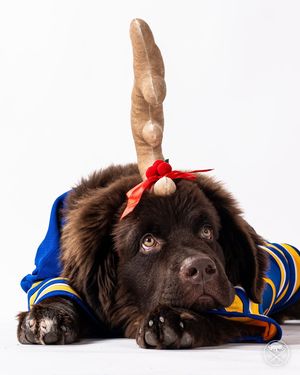 Image post by @sabrespup on Instagram