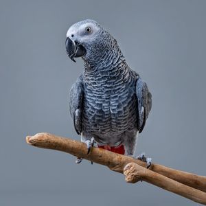 Image post by @animalplanet on Instagram