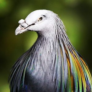 Image post by @sandiegozoo on Instagram