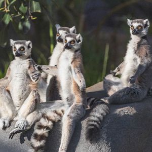 Image post by @sandiegozoo on Instagram