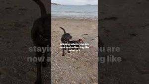 Video post by @bostonwithemily on YouTube