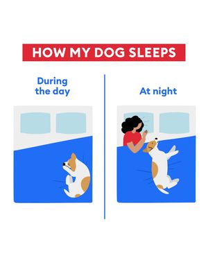 Image post by @petsmart on Instagram
