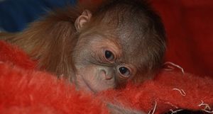 Image post by @denverzoo on Instagram