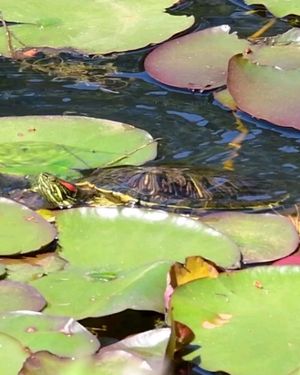 Image post by @fauna.patagonia on Instagram