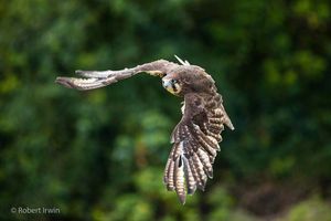 Image post by @robertirwinphotography on Instagram