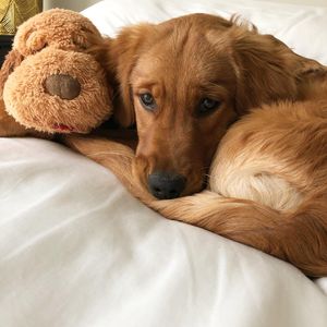 Image post by @pancake.thegolden on Instagram