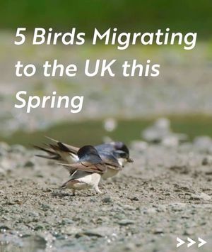Image post by @rspb on Instagram