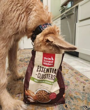 Image post by @thesavannahwolfhound on Instagram