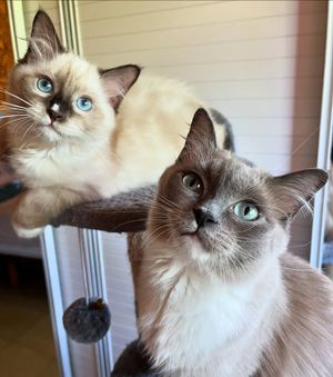 Image post by @brunrik.and.pyrene.ragdolls on Instagram