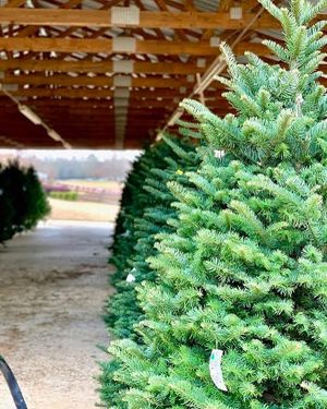 Image post by @southernbellefarm on Instagram