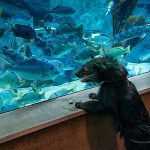 Image post by @sandiegozoo on Instagram