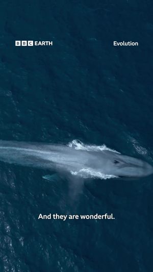 Video post by @bbcearth on TikTok