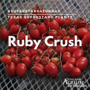 Image post by @txextension on Instagram