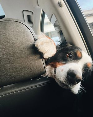 Image post by @Pie the Bernese Mountain Dog on Facebook