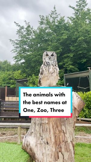 Video post by @cbbc on TikTok