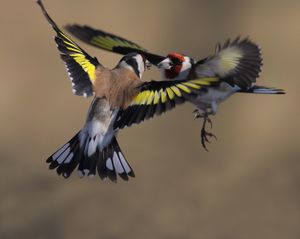 Image post by @rspb on Instagram