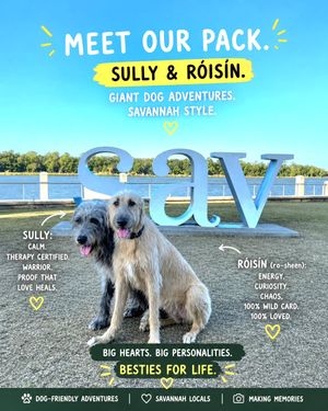 Image post by @thesavannahwolfhound on Instagram