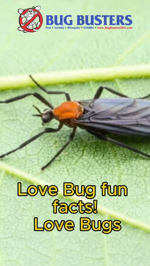 Video post by @bugbustersusa on TikTok
