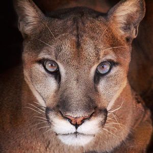 Image post by @sandiegozoo on Instagram