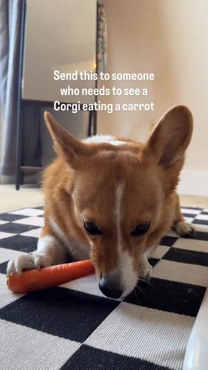 Image post by @ziggythecorg on Facebook