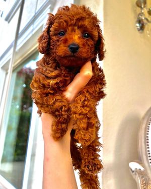 Image post by @alfie.toy.poodle on Instagram