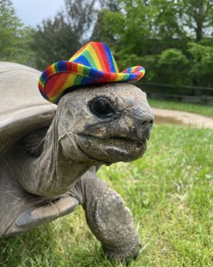 Image post by @thetorontozoo on Instagram