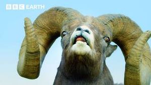 Video post by @bbcearth on YouTube