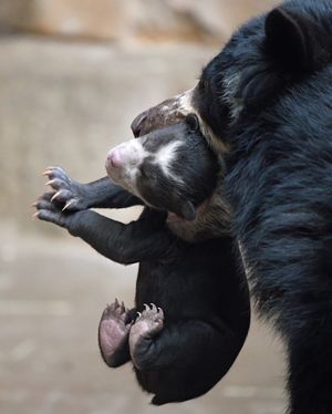 Image post by @sandiegozoo on Instagram