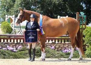 Image post by @kyhorseshows on Instagram