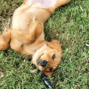 Image post by @pancake.thegolden on Instagram