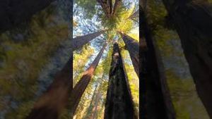 Video post by @allisonhollandmedia on YouTube
