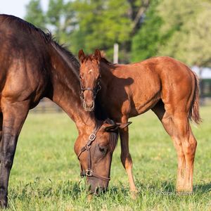 Image post by @thoroughbred_daily_news on Instagram