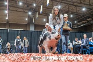 Image post by @american_royal on Instagram