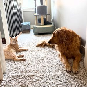 Image post by @thegoldenbreakfastclub on Instagram