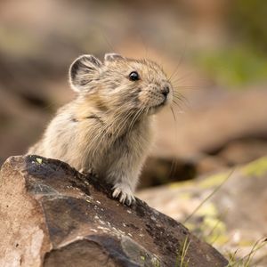 Image post by @animalplanet on Instagram