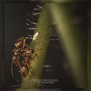 Image post by @Lathanuel Filliol Photography on Facebook