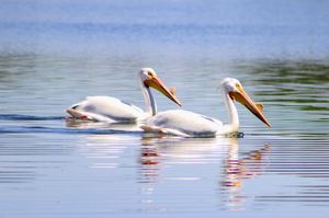Image post by @pelicanlakesresort on Instagram