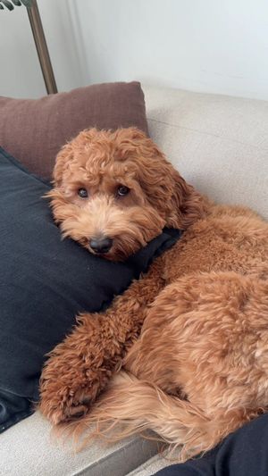 Video post by @tedflixnchill on TikTok