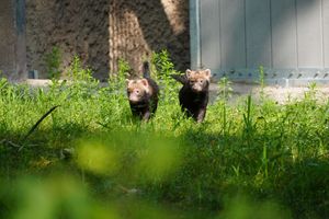 Image post by @detroitzoo on Instagram
