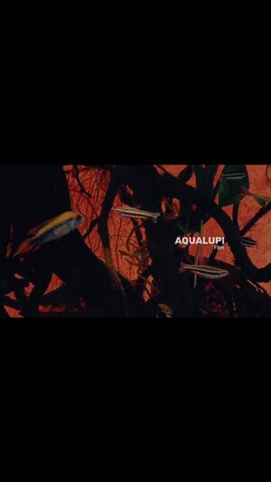Video post by @aqualupi on Instagram