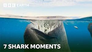 Video post by @bbcearth on YouTube