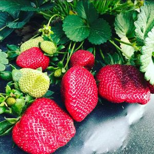 Image post by @southernbellefarm on Instagram