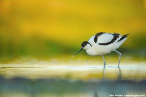 Image post by @rspb on Instagram