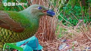 Video post by @bbcearth on YouTube